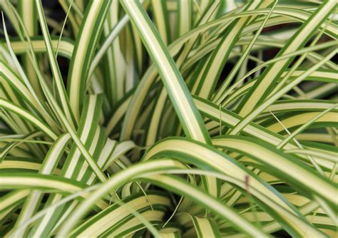 Carex Oshimensis Evergold Striped Weeping Sedge Diggin It Nursery