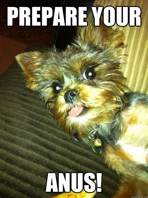 Ewok dog memes | quickmeme