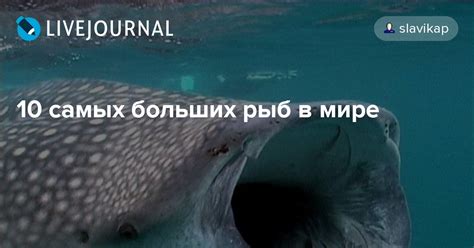 10 самых больших рыб в мире: slavikap — LiveJournal