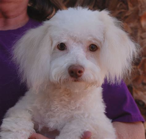 Danielle Rescued Bichon Frise Mix Puppy Neglect Survivor Now Ready