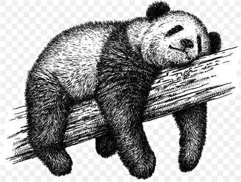 Giant Panda Drawing Royalty-free Sketch, PNG, 1000x757px, Giant Panda ...