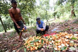 Buah Pala Di Fakfak Papua DATATEMPO