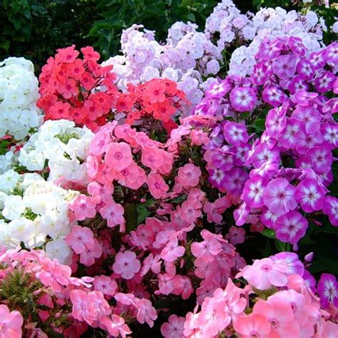 Creeping Phlox Seeds - Etsy