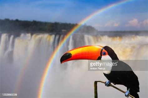 231 Iguazu Falls Wildlife Stock Photos, High-Res Pictures, and Images ...