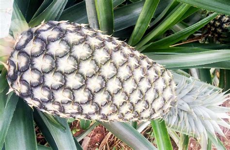 It is possible to make 8 harvests before planting new pineapple offspring