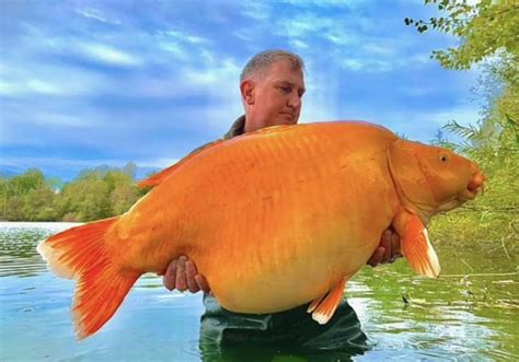 Pesce Rosso Gigante Nei Laghi Dello Champagne In Francia EHabitat It