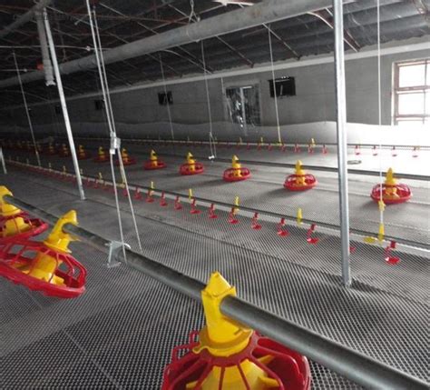 Floor Raising Automatic Deep Litter System Poultry Farming Broiler