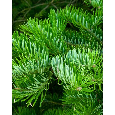 Пихта цельнолистная - купить в Киеве. Саженцы Abies holophylla