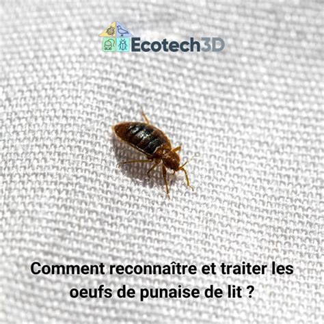 A Quoi Ressemblent Les Ufs Des Punaises De Lit Ecotech D The Best