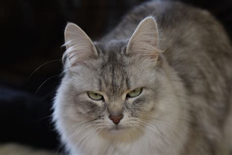 cat pet feline  photo  pixabay pixabay