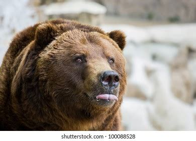 Bear Sticking His Tongue Out Stock Photo 100088528 | Shutterstock