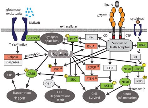 Figure From A Small Molecule P Ntr Ligand Normalizes Signalling And