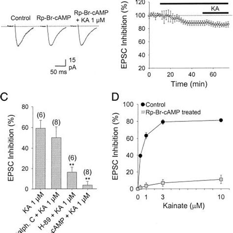 The KA Mediated Depression Of EEPSCs At Mossy Fiber CA3 Synapse Invoves