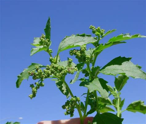 nettleleaf goosefoot