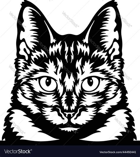 Tortoiseshell Cat Peeking Cats Breed Royalty Free Vector