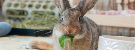 Rabbit Care Guide - Bunny Buddies