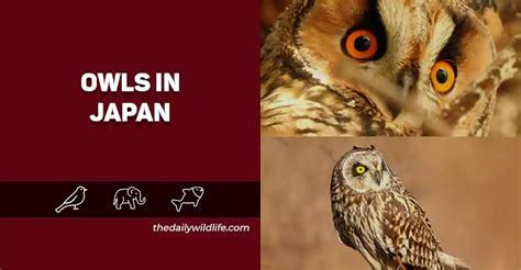 12 Species Of Owls In Japan With Photos The Daily Wildlife