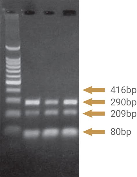 Reliaprep™ Ffpe Total Rna Miniprep System