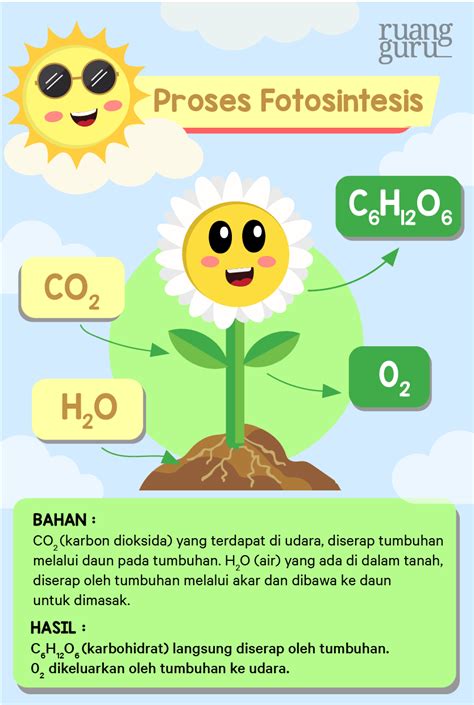 Bagaimana Proses Fotosintesis Pada Tumbuhan Fisika Kelas