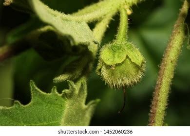 1,353 Wild Solanaceae Fruits Images, Stock Photos & Vectors | Shutterstock