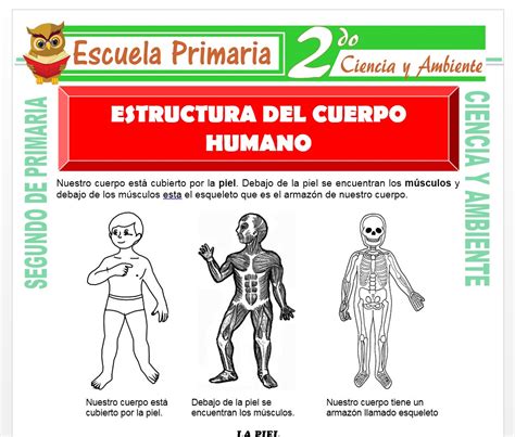 Estructura Del Cuerpo Humano Para Segundo De Primaria