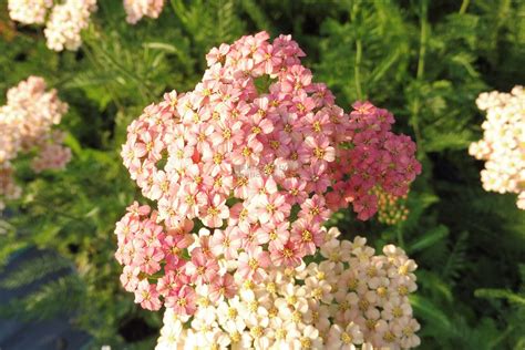 Achillea millefolium Lachsschönheit řebříček tzv bylinný obvaz