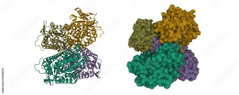 Structure of human apo aldehyde dehydrogenase (ALDH1A1). 3D cartoon and ...