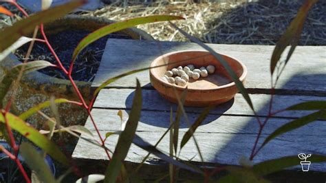 Clay Seed Balls | Seed Bombs | Seed Scats! - Gardening Australia