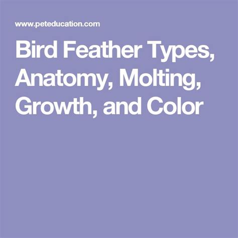 Bird Feather Types, Anatomy, Molting, Growth, and Color | Bird feathers ...