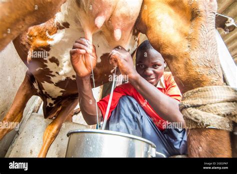 Agriculture in Zimbabwe ca. 17 March 2016 Stock Photo - Alamy