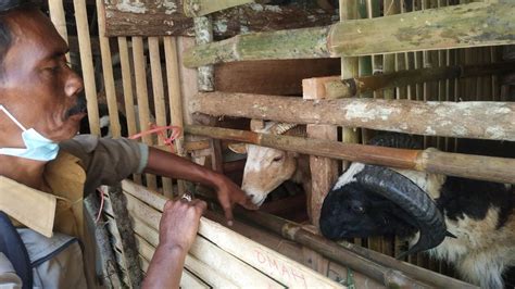 Buruh Tani Tembakau Di Sumedang Siap Terima Bantuan Kambing Etawa