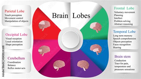 Brain lobes vector illustration. Human brain infographic vector. Brain ...