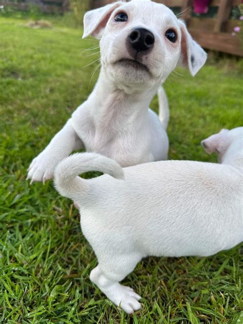 Jack Russell Puppies In Fochabers Moray Gumtree