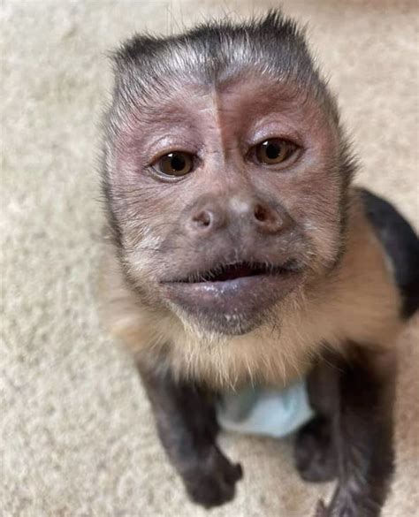 Adorable Capuchin Monkey Sitting On Carpet