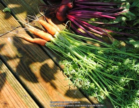 Asian Carrot Daucus Carota Var Sativus Shin Kuroda In The Carrots