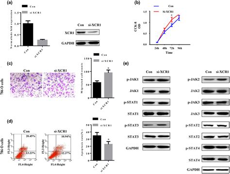 Xcr Knockdown Increases Ccrcc Cell Proliferation And Migration