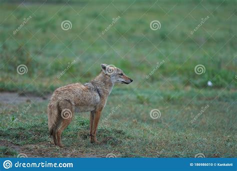 Golden Jackal Canis Aureus Safari Wild Portrait Stock Photo Image Of