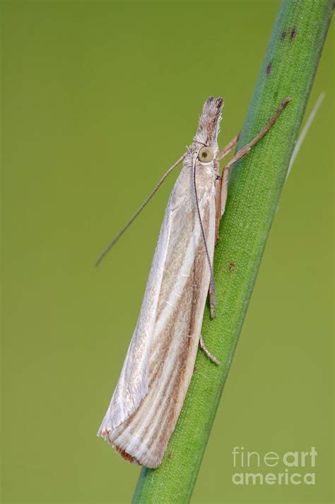 Grass Veneer Moth By Heath Mcdonald Science Photo Library