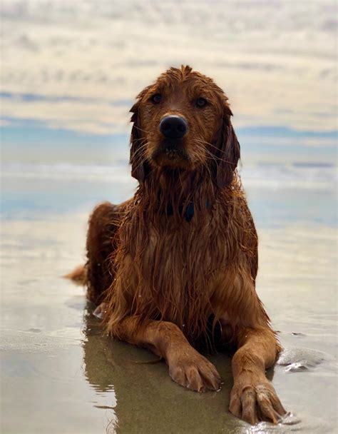 Gallery – Valerie’s Retriever Ranch