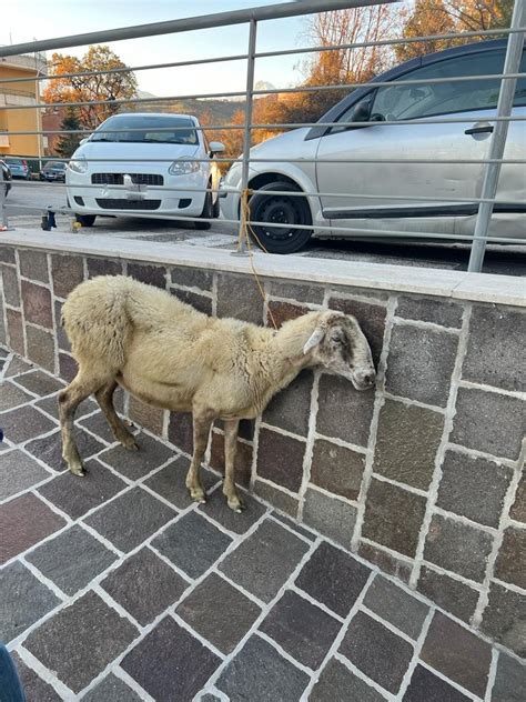 Attacco Di Lupi Nella Zona Alta Di Castrogno Una Pecora Spaventata