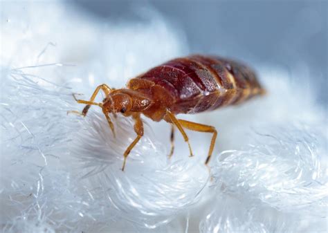 Bed Bugs Arent Just A Problem In Paris Heres Why