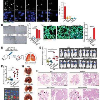 Evs From Metastatic Mhcc L Cells Promote Hcc Tumorigenesis And