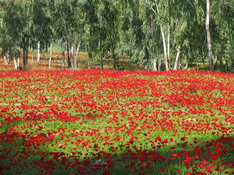 Desert in Bloom: Stunning view of the Shokeda Forest: The Israel ...