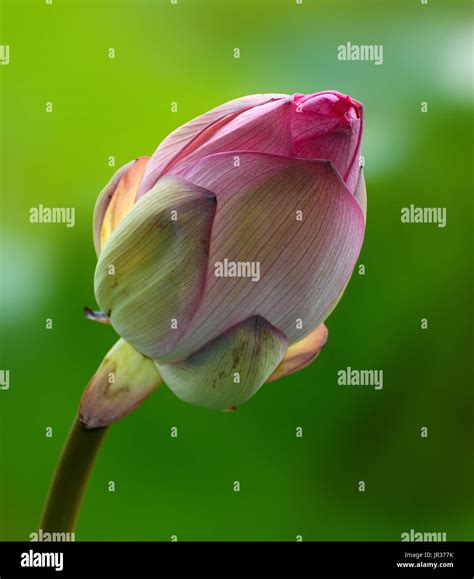 Indian Lotus Bloom Hi Res Stock Photography And Images Alamy