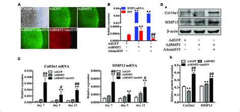 Silencing Of H19 Promoted Bone Morphogenetic Protein 2 BMP2 Induced