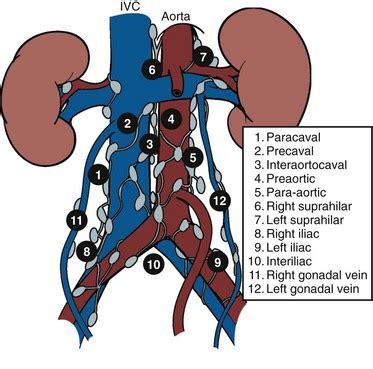 Retroperitoneal Lymph Nodes Anatomy - Anatomy Reading Source