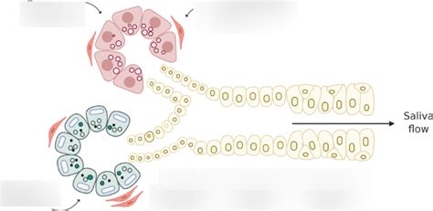 Salivary Duct Diagram Diagram | Quizlet