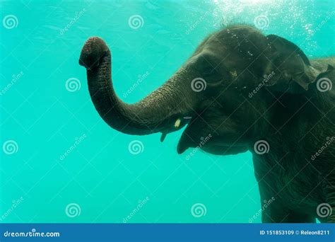 Elephant Show Swimming and Blow the Bubbles Stock Image - Image of ...