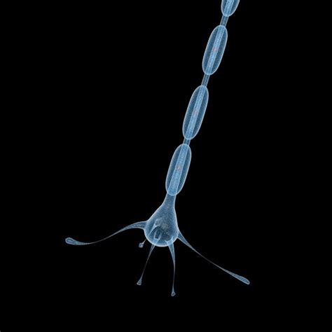 3d neuron model