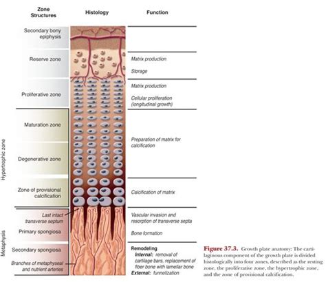 Growth Plate Anatomy Obgyn Key